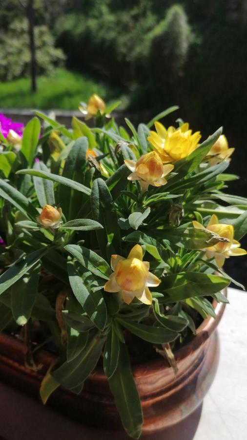 מלון Lavone Italaforesteria מראה חיצוני תמונה